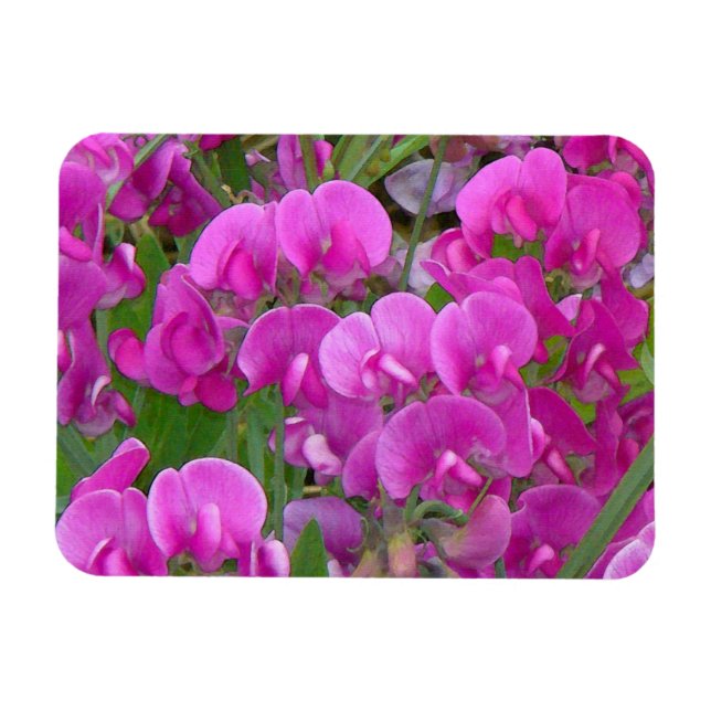 Sweet Peas Flowers Premium Magnet (Horizontal)