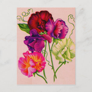 sweet peas in purple and pink postcard