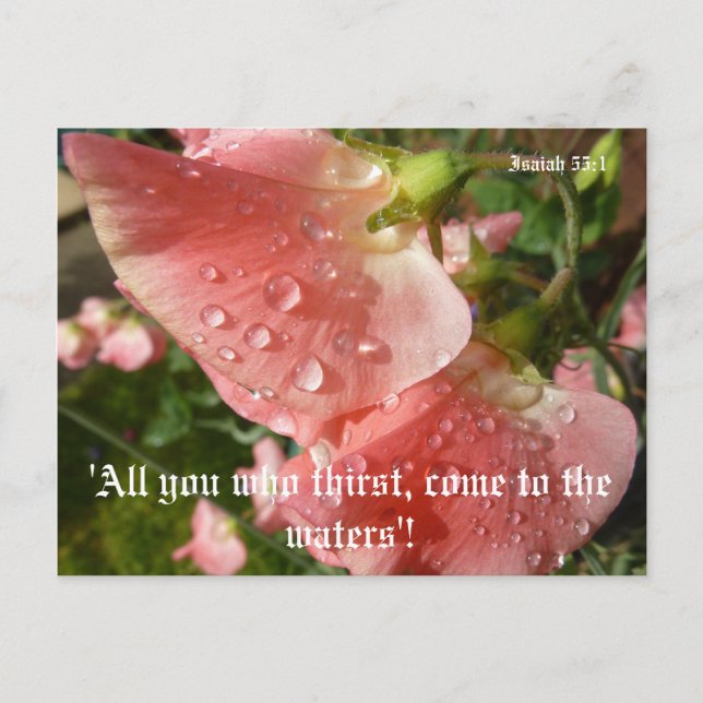 Sweet Peas Postcard (Front)