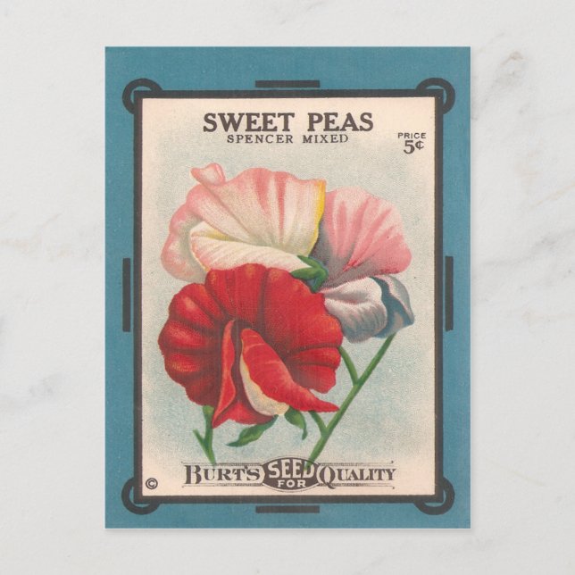 Sweet Peas Postcard (Front)