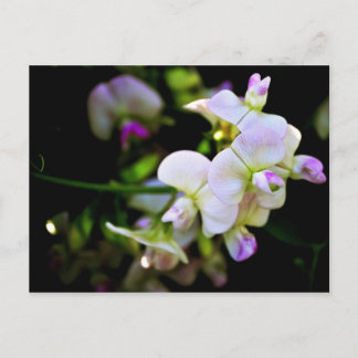 Sweet Peas Postcard