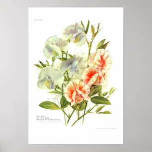 Sweet Peas Poster