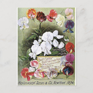sweet peas seeds postcard