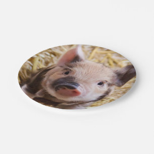sweet piglet paper plate