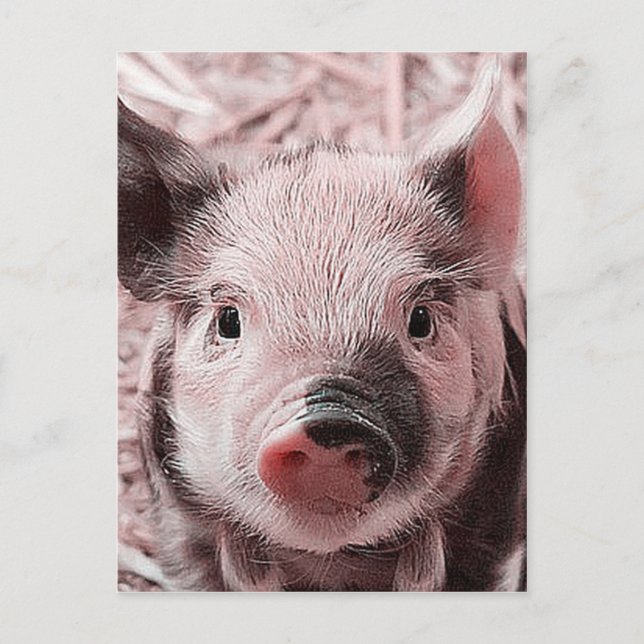 sweet piglet pink postcard (Front)