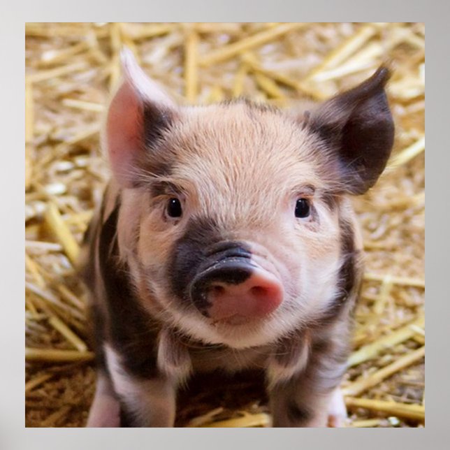 sweet piglet poster (Front)