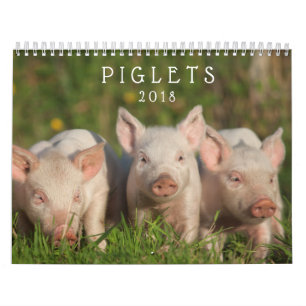 Sweet Piglets 2018 - Baby Pigs Wall Calendar