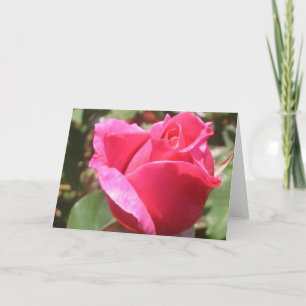 Sweet Pink Rose Bud Flower Greeting or Note Cards