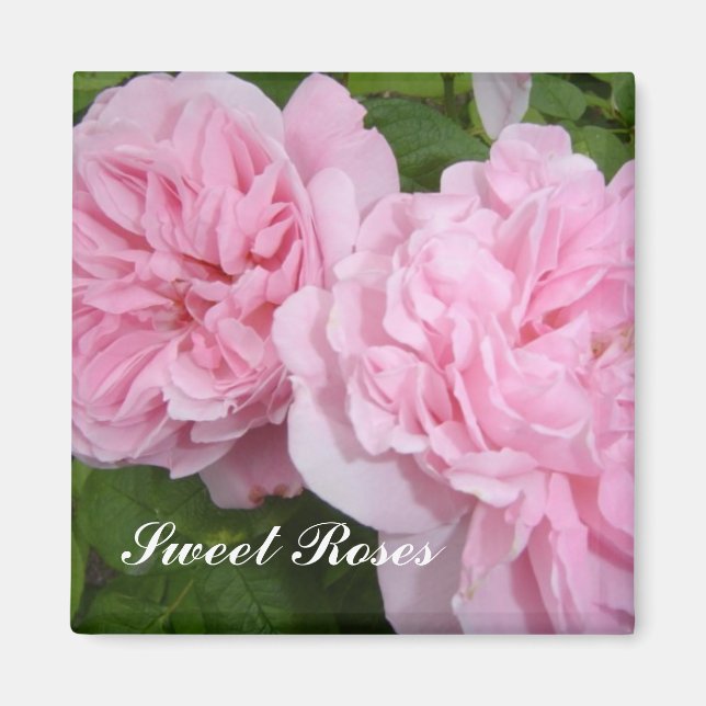 Sweet Pink Roses Magnet (Front)