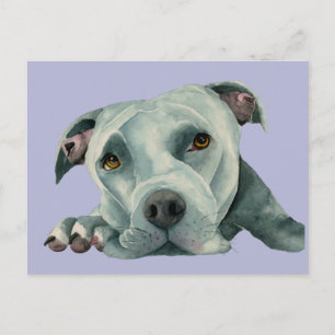 Sweet Pit Bull Dog Watercolor Painting Postcard