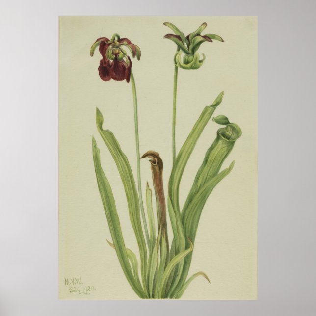 Sweet Pitcherplant (Sarracenia rubra) Poster (Front)
