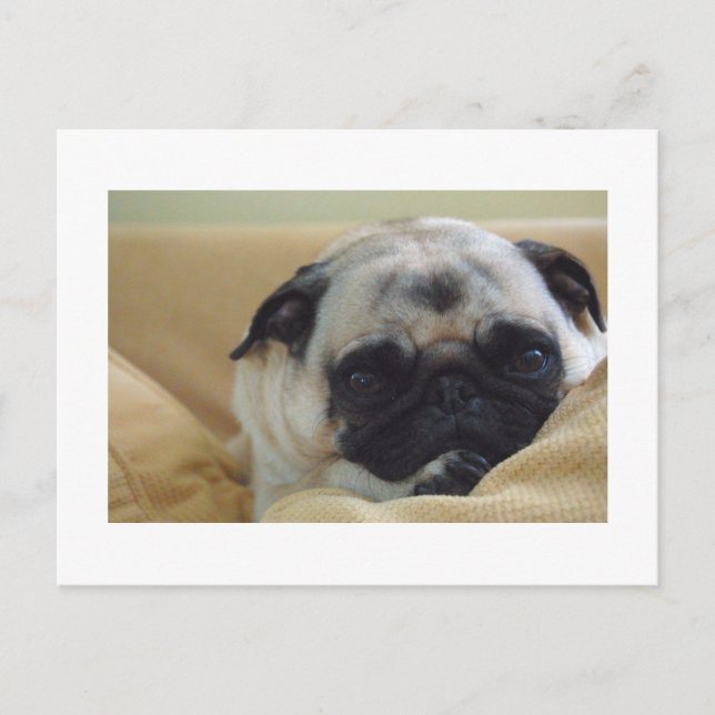 Sweet Pug Postcard (Front)