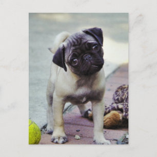 Sweet Pug Puppy "Puppy Love" Postcard