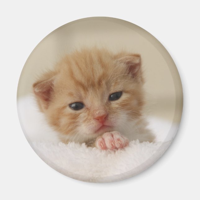 Sweet puppy kitty magnet (Front)