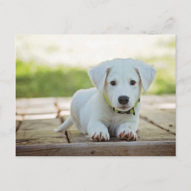 Sweet Puppy with your text Postcard (Front)