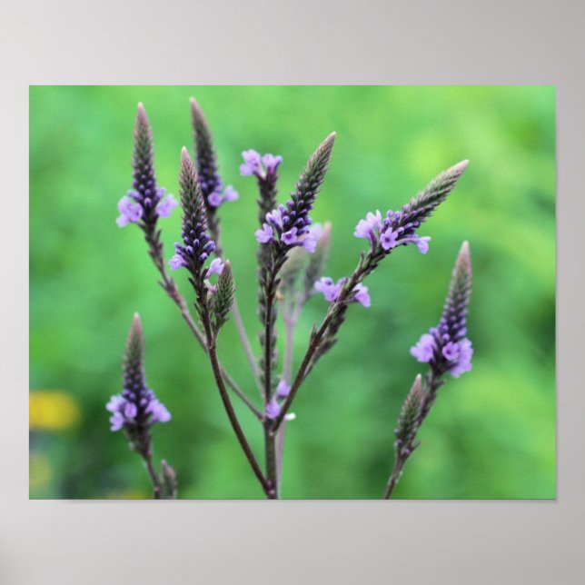 Sweet Purple Vervain Wildflower  Poster (Front)