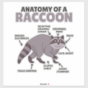 Sweet Racoon Explanation Anatomy Of A Racoon