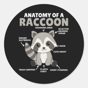 Sweet Racoon Explanation Anatomy Of A Racoon Classic Round Sticker