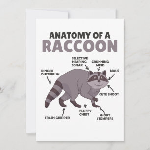 Sweet Racoon Explanation Anatomy Of A Racoon Invitation