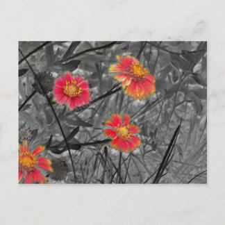 Sweet Red Flower Postcard