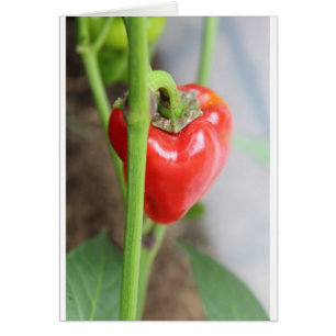 Sweet Red Pepper