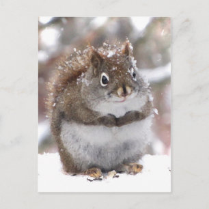 Sweet Red Squirrel Postcard