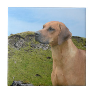 Sweet Rhodesian Ridgeback Dog Ceramic Tile