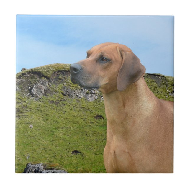 Sweet Rhodesian Ridgeback Dog Ceramic Tile (Front)