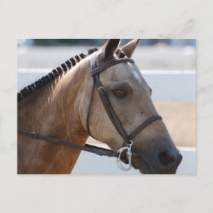 Sweet Roan Pony Postcard