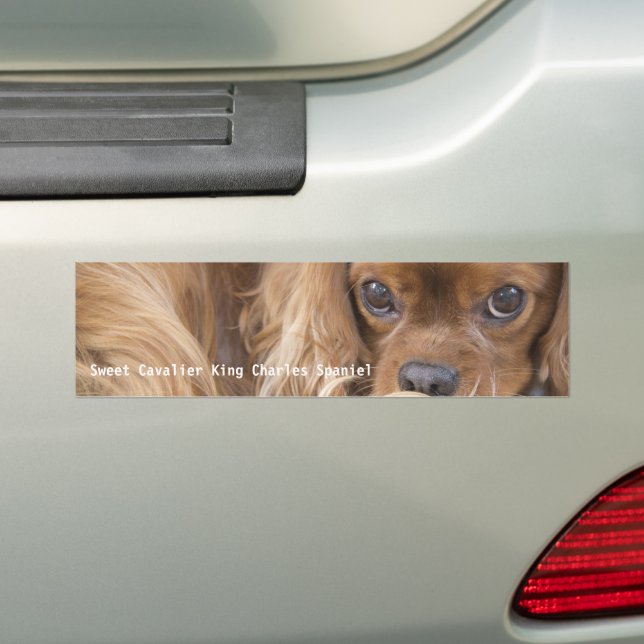 Sweet Ruby Cavalier King Charles Spaniel Bumper Sticker (On Car)