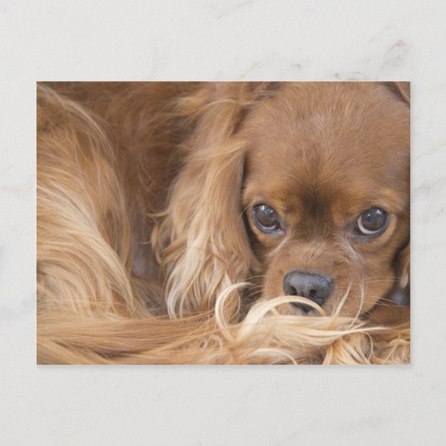 Sweet Ruby Cavalier King Charles Spaniel Postcard (Front)