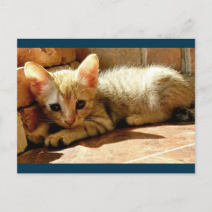 Sweet Sad Kitten Postcard