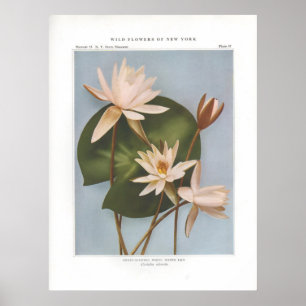 Sweet-Scented White Water Lily - Castalia odorata Poster