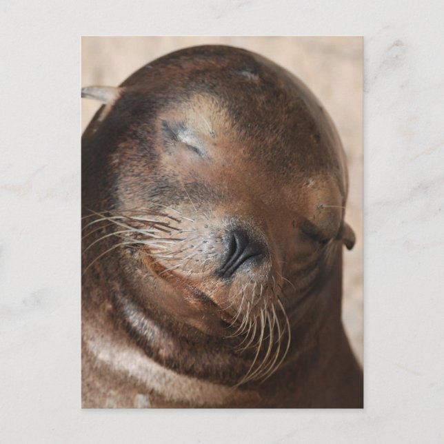 Sweet Sea Lion Postcard (Front)