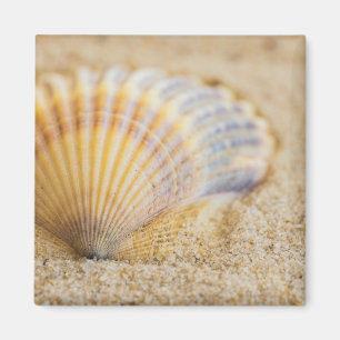 Sweet Seashell Magnet