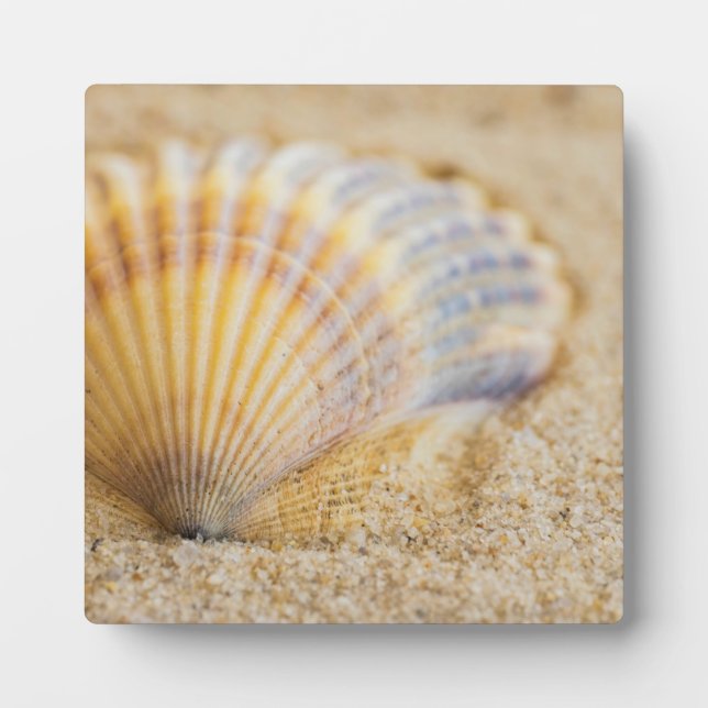 Sweet Seashell Plaque (Front)