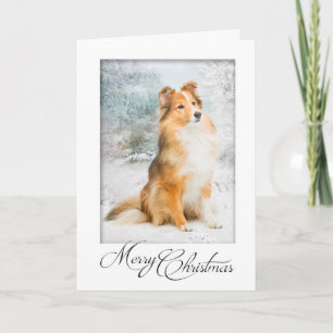 Sweet Sheltie Christmas Card