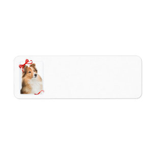 Sweet Sheltie Return Address Labels