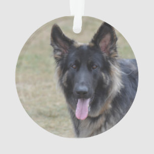 Sweet Shiloh Shepherd Ornament