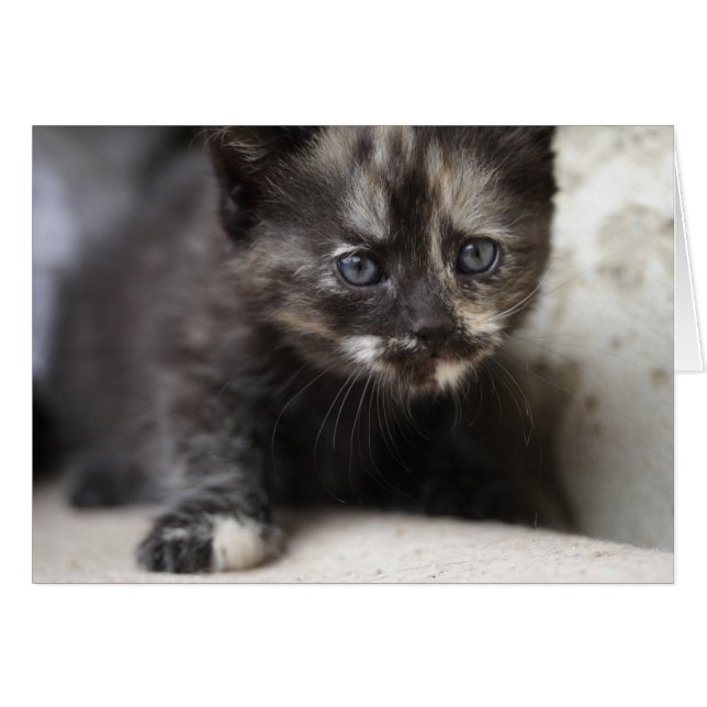 Sweet Shy Tortoiseshell Baby (Front Horizontal)