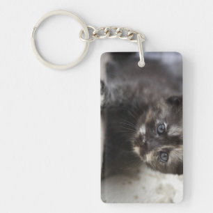 Sweet Shy Tortoiseshell Baby Key Ring