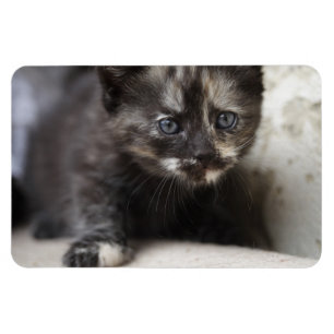 Sweet Shy Tortoiseshell Baby Magnet