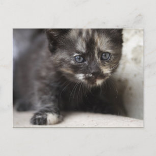 Sweet Shy Tortoiseshell Baby Postcard