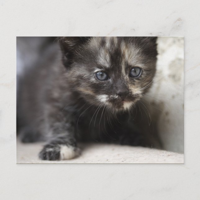 Sweet Shy Tortoiseshell Baby Postcard (Front)