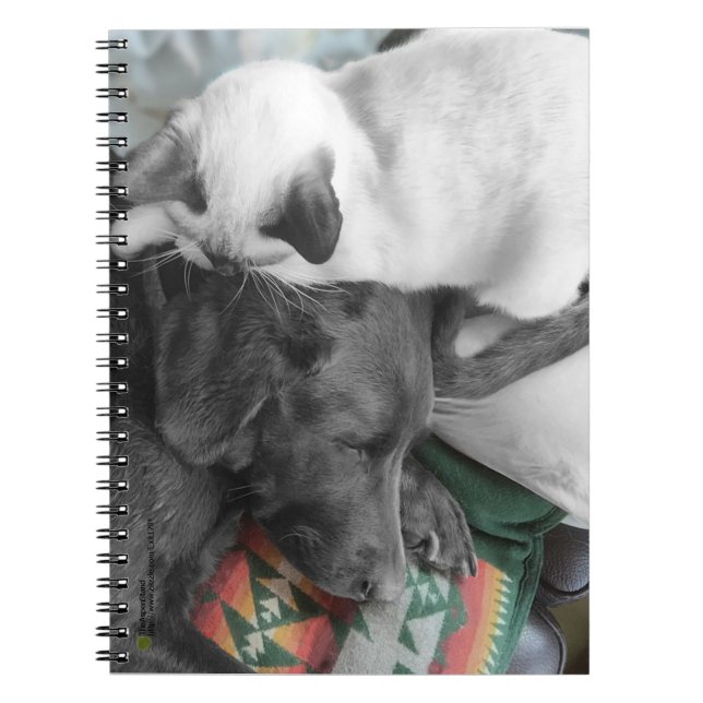 Sweet Siamese Kitten Lies On Labrador's Head Notebook (Front)