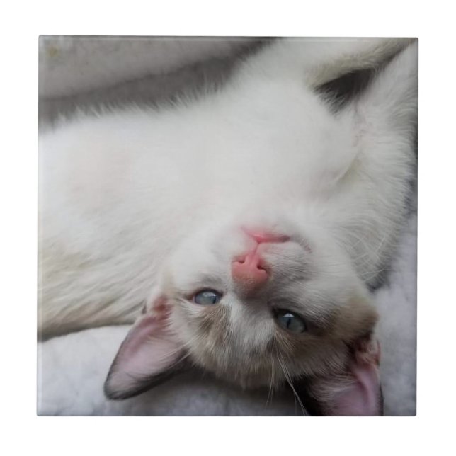 Sweet Siamese Kitten with Blue Eyes Ceramic Tile (Front)