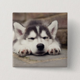 Sweet Siberian Husky Puppy Sleeping 15 Cm Square Badge