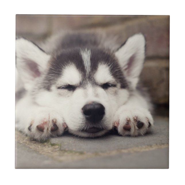 Sweet Siberian Husky Puppy Sleeping Ceramic Tile (Front)