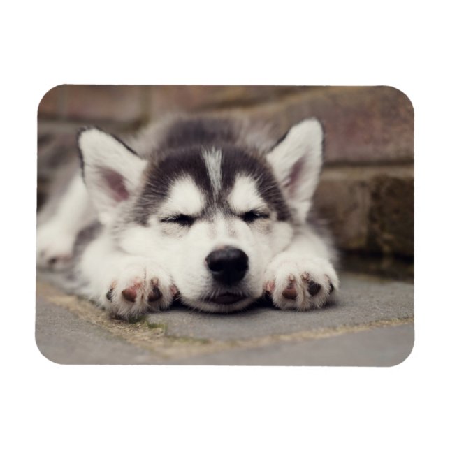 Sweet Siberian Husky Puppy Sleeping Magnet (Horizontal)