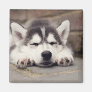 Sweet Siberian Husky Puppy Sleeping Magnet